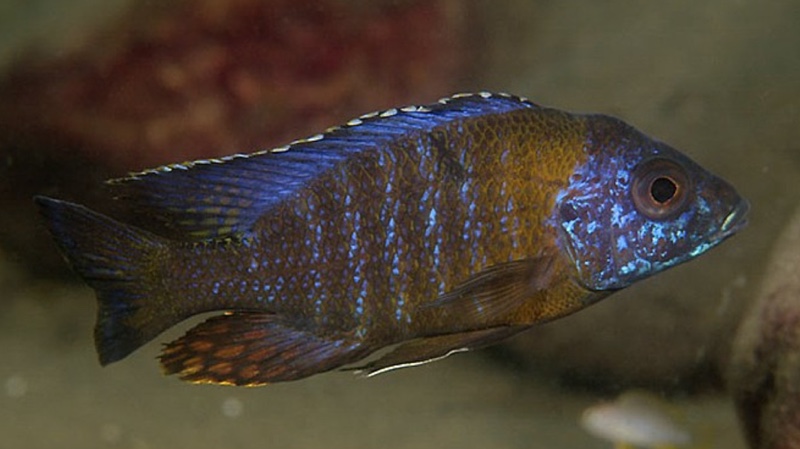 Aulonocara saulosi 'Border'